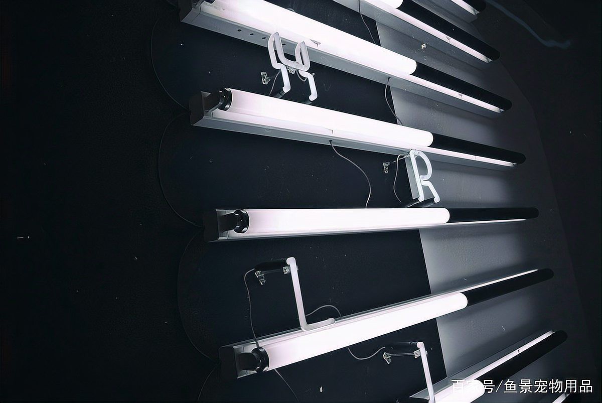6700K燈光下龍魚會有哪些反應？，6700k燈光對龍魚發色有多大影響？