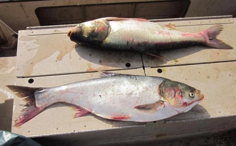 鰱魚圖片100張，夏季野釣鰱鳙,白鰱和花鰱有哪些區別應該怎么釣魚