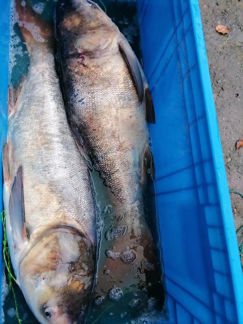 鰱魚圖片100張，夏季野釣鰱鳙,白鰱和花鰱有哪些區別應該怎么釣魚