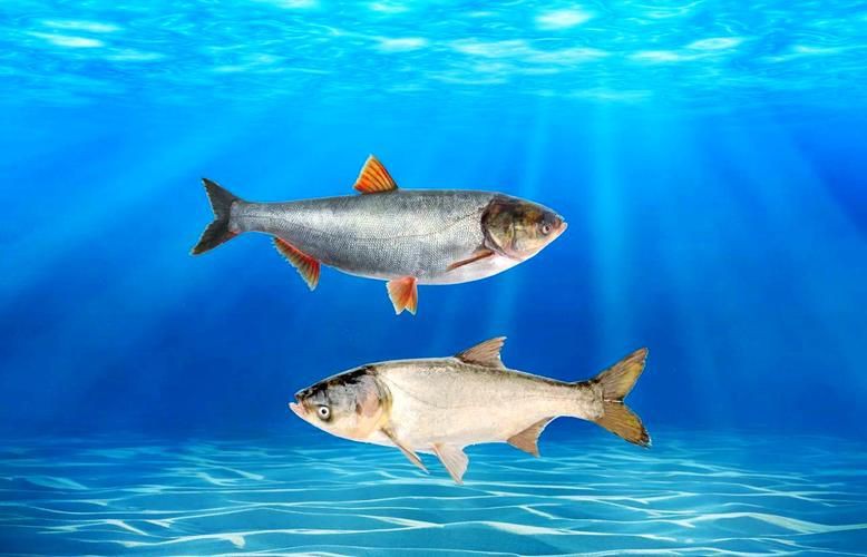 鰱魚圖片100張，夏季野釣鰱鳙,白鰱和花鰱有哪些區別應該怎么釣魚