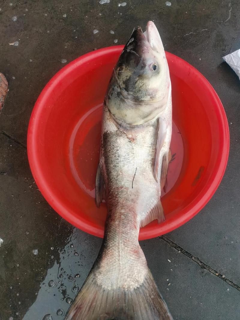 鰱魚圖片100張，夏季野釣鰱鳙,白鰱和花鰱有哪些區別應該怎么釣魚