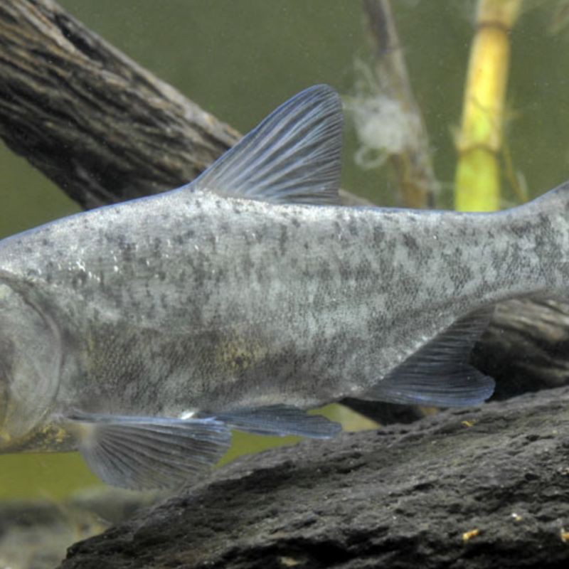 鰱魚圖片100張，夏季野釣鰱鳙,白鰱和花鰱有哪些區別應該怎么釣魚