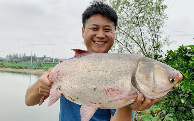 鰱魚圖片100張，夏季野釣鰱鳙,白鰱和花鰱有哪些區別應該怎么釣魚