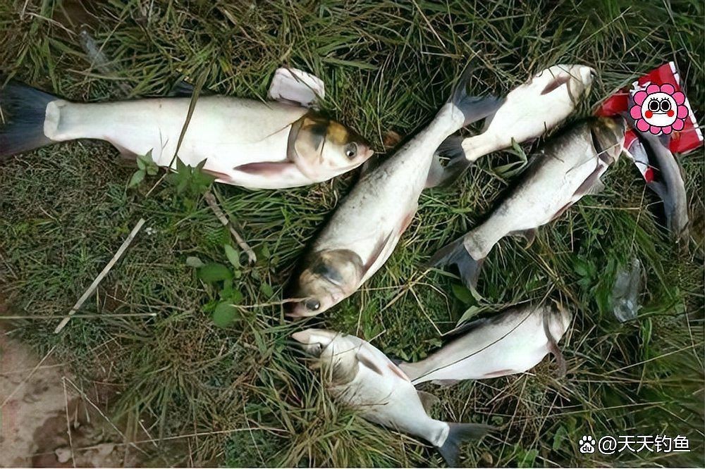 鰱魚圖片100張，夏季野釣鰱鳙,白鰱和花鰱有哪些區別應該怎么釣魚