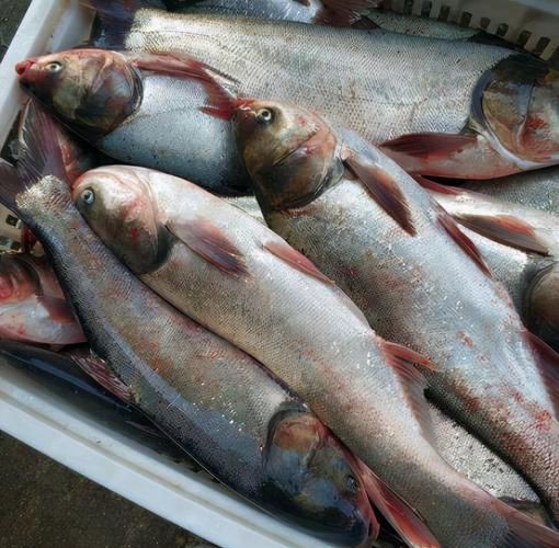 鰱魚圖片100張，夏季野釣鰱鳙,白鰱和花鰱有哪些區別應該怎么釣魚