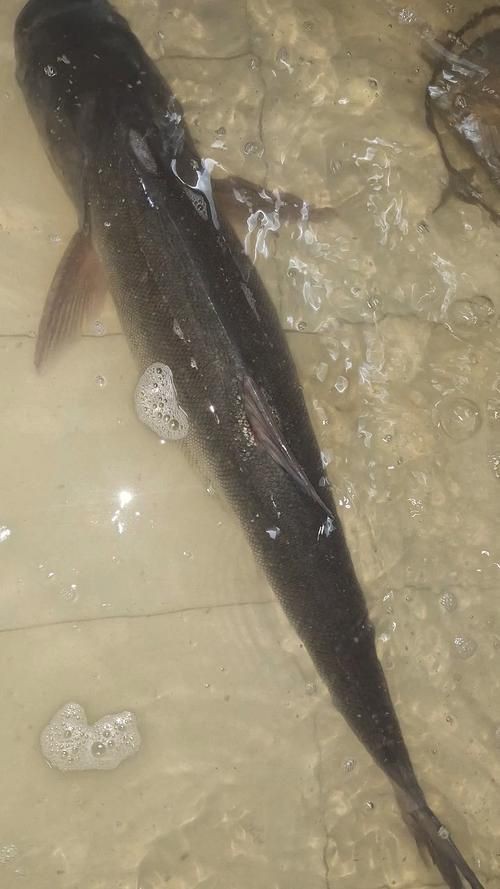 鰱魚圖片100張，夏季野釣鰱鳙,白鰱和花鰱有哪些區別應該怎么釣魚