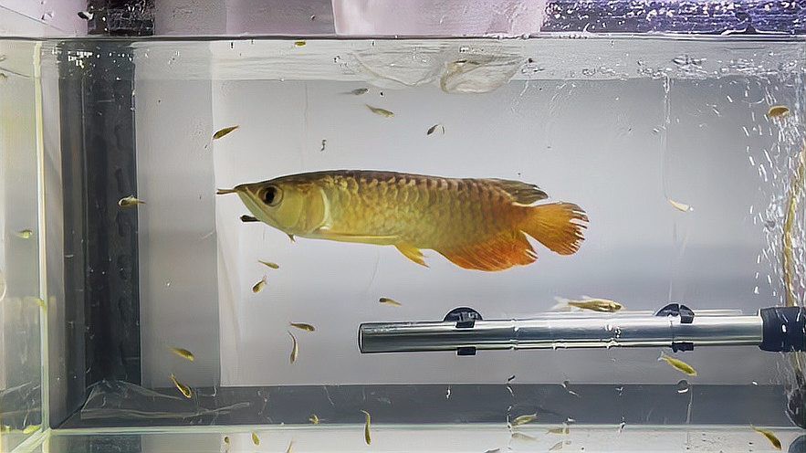 如何早期發(fā)現(xiàn)龍魚(yú)炸鱗？，養(yǎng)龍必看:龍魚(yú)炸鱗常識(shí)與急救措施騰訊網(wǎng)養(yǎng)龍必看