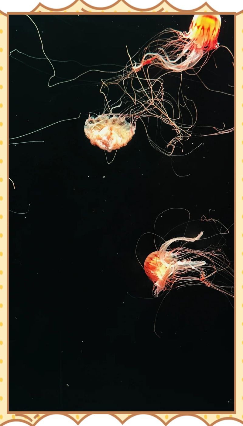 淮安水族館，淮安旅游攻略：淮安戰(zhàn)嬉水世界