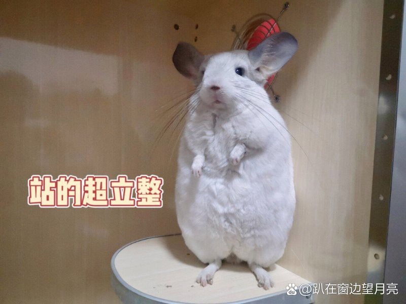 如何判斷兩只龍貓是否成功合籠？，《如何判斷兩只龍貓是否成功合籠》 如何判斷兩只龍貓是否成功合籠？，《如何判斷兩只龍貓是否成功合籠》 龍魚百科 第2張