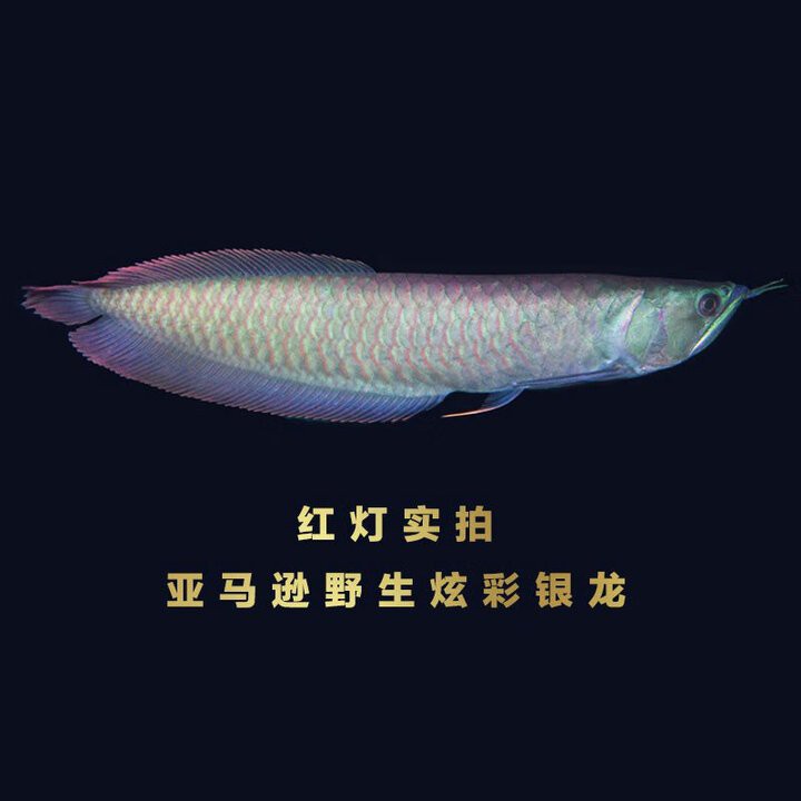 哪里可以購(gòu)買(mǎi)到純種的藍(lán)底過(guò)背金龍魚(yú)？，純種藍(lán)底過(guò)背金龍魚(yú)價(jià)格排行榜京東古典藍(lán)底過(guò)背金龍魚(yú)