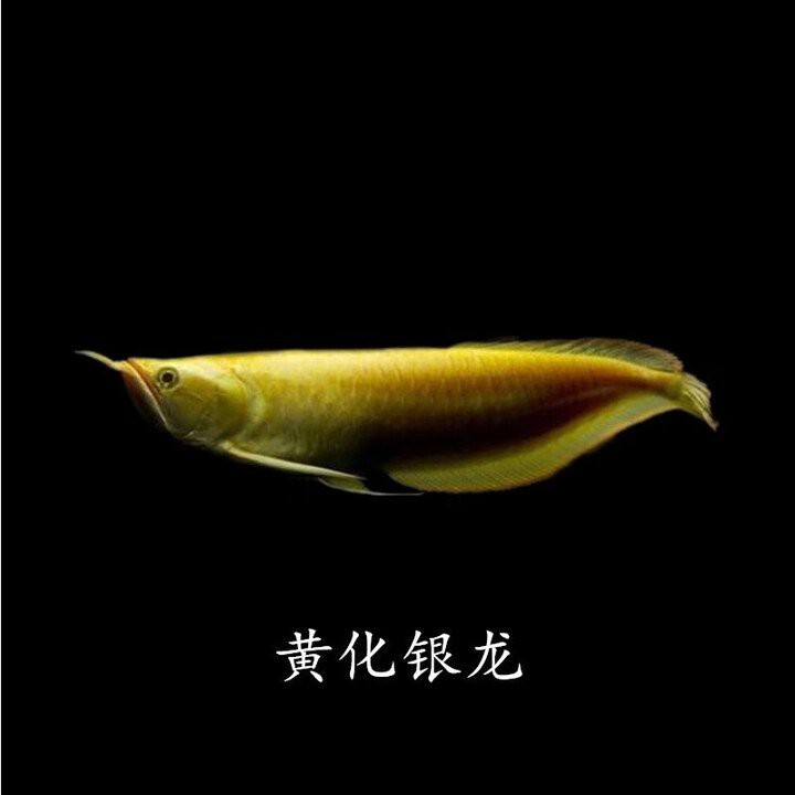 哪里可以購(gòu)買(mǎi)到純種的藍(lán)底過(guò)背金龍魚(yú)？，純種藍(lán)底過(guò)背金龍魚(yú)價(jià)格排行榜京東古典藍(lán)底過(guò)背金龍魚(yú)