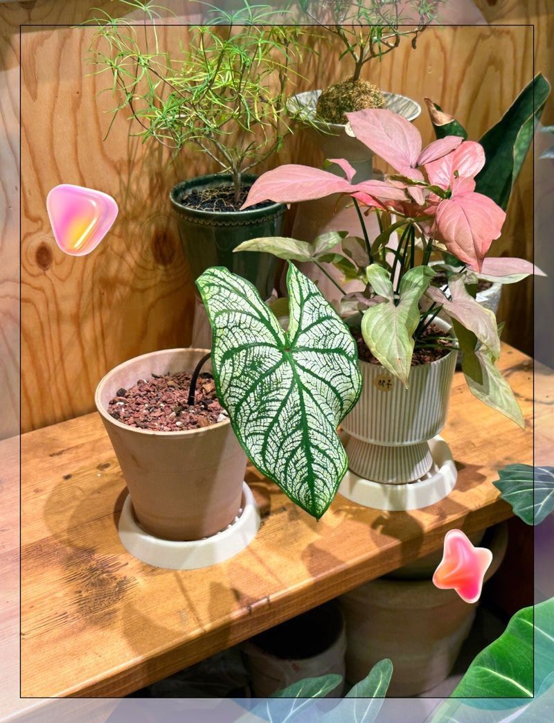 南京水族批發市場，南京水族批發市場是當地重要的水產品集散地是當地重要的水產品集散地