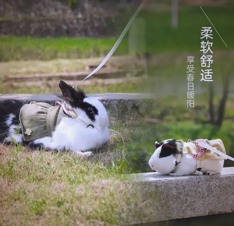 貓會傷害龍貓嗎，關于龍貓的一些問題 貓會傷害龍貓嗎，關于龍貓的一些問題 龍魚百科 第7張
