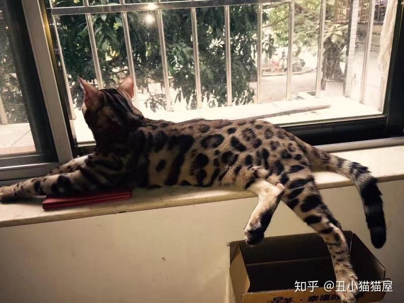 貓會傷害龍貓嗎，關于龍貓的一些問題 貓會傷害龍貓嗎，關于龍貓的一些問題 龍魚百科 第18張