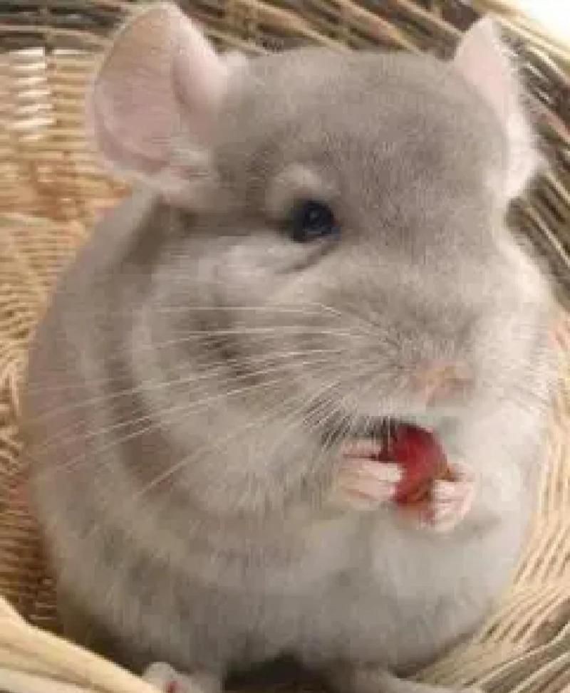 貓會傷害龍貓嗎，關于龍貓的一些問題 貓會傷害龍貓嗎，關于龍貓的一些問題 龍魚百科 第9張