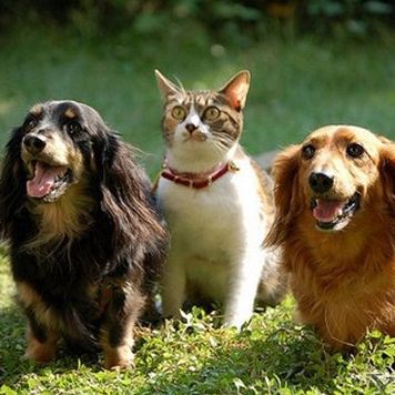 貓會傷害龍貓嗎，關于龍貓的一些問題 貓會傷害龍貓嗎，關于龍貓的一些問題 龍魚百科 第2張