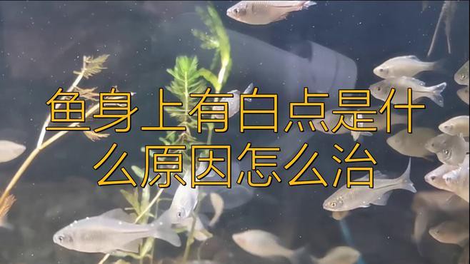 如何判斷龍魚是否得了白點病，龍魚白點病原因及治療方法全解析