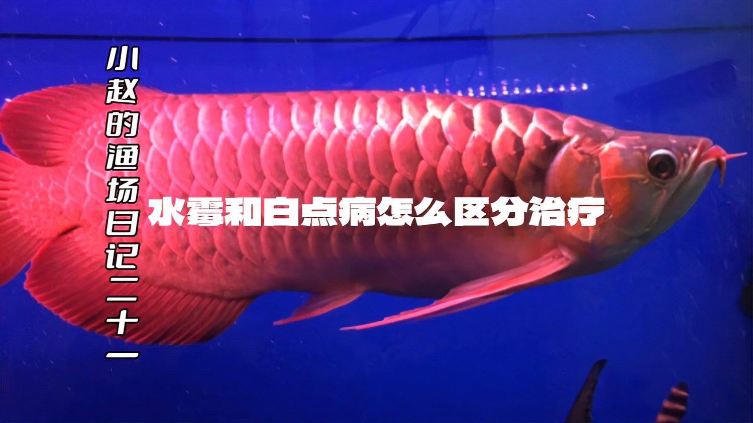 如何判斷龍魚是否得了白點病，龍魚白點病原因及治療方法全解析