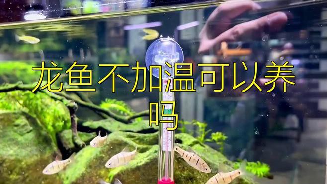 如何判斷龍魚是否適應當前水溫？，如何判斷龍魚是否適應當前水溫