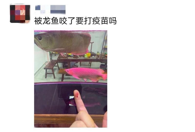 如何判斷龍魚咬傷是否感染？，如何判斷龍魚咬傷后是否感染？