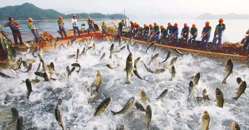 寧武龍魚店，寧武龍魚店以極致嚴苛的“四重管控”成就一條好鱸魚新京報網