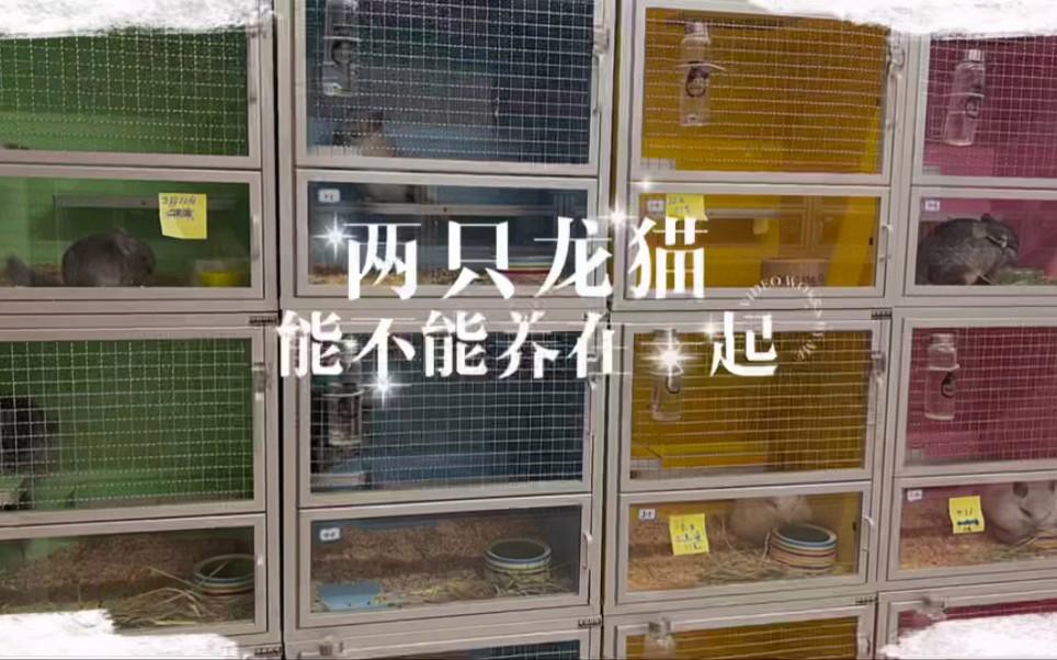 如何判斷龍貓是否適合合籠？，如何判斷龍貓是否適合合籠