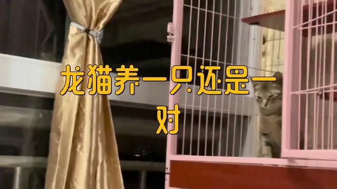 如何判斷龍貓是否適合合籠？，如何判斷龍貓是否適合合籠