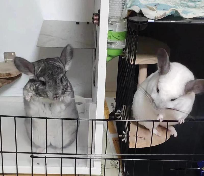 如何判斷龍貓是否適合合籠？，如何判斷龍貓是否適合合籠