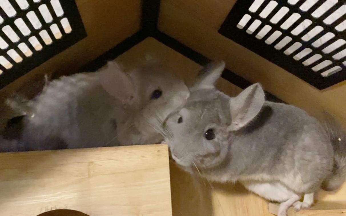 如何判斷龍貓是否適合合籠？，如何判斷龍貓是否適合合籠