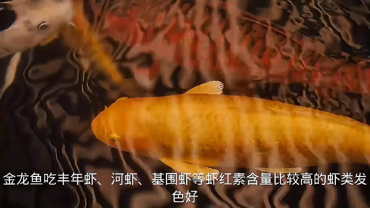 哪些食物有助于古典過背金龍的發色？，古典過背金龍的發色是有“法”可依的,千萬不要做錯了