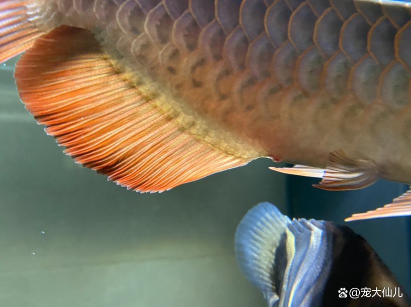 如何判斷龍魚肛門鼓起是否嚴重？，如何判斷龍魚肛門鼓起的嚴重程度 如何判斷龍魚肛門鼓起是否嚴重？，如何判斷龍魚肛門鼓起的嚴重程度 龍魚百科 第6張