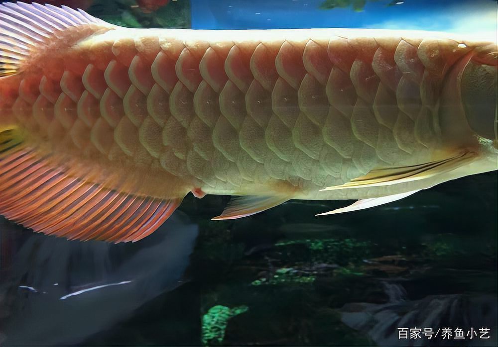 如何判斷龍魚肛門鼓起是否嚴重？，如何判斷龍魚肛門鼓起的嚴重程度 如何判斷龍魚肛門鼓起是否嚴重？，如何判斷龍魚肛門鼓起的嚴重程度 龍魚百科 第1張