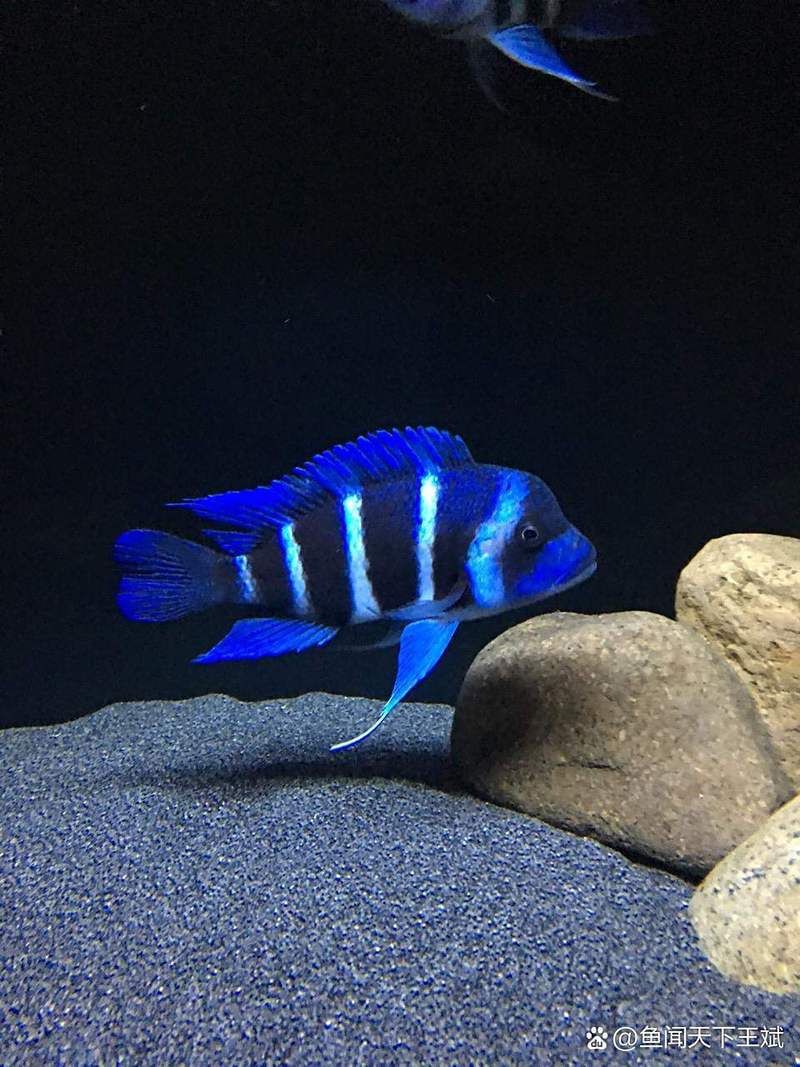 湖州魚缸店，南潯阿旺魚缸店 湖州魚缸店，南潯阿旺魚缸店 全國水族館企業名錄 第13張