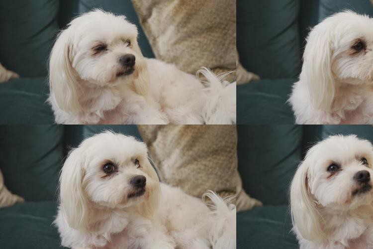 古典金龍七鰭能否手術修復？，古典金龍七鰭修復需要多長時間？