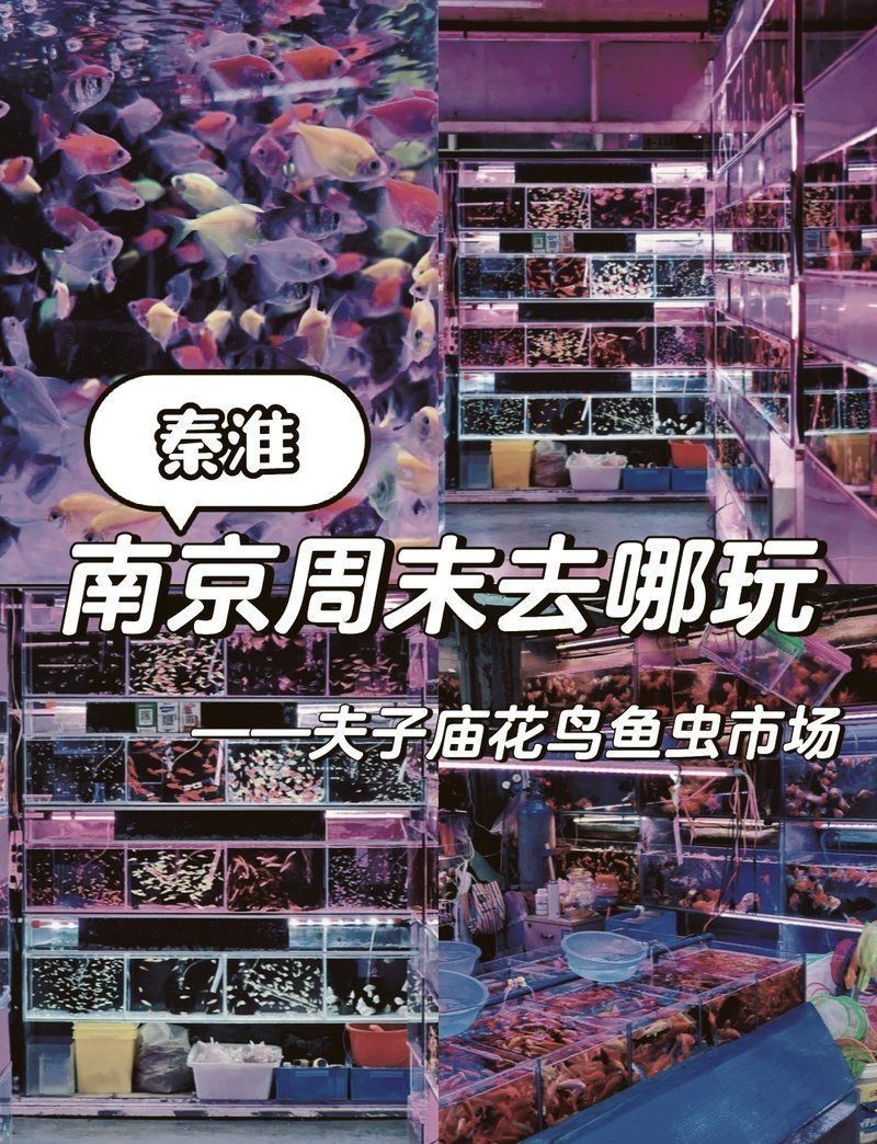 南京魚缸批發(fā)市場，南京魚缸批發(fā)市場分析