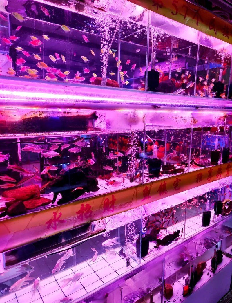 南京魚缸批發市場，南京魚缸批發市場分析