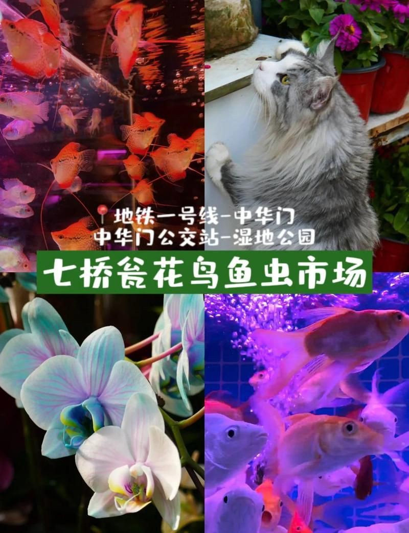 南京魚缸批發市場，南京魚缸批發市場分析