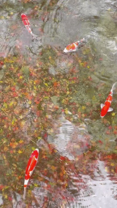 七鯉魚圖片大全大圖，“七鯉”藝術大全