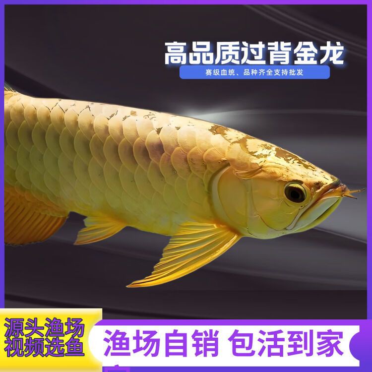 哪里可以購買到金頭過背金龍魚？，如何判斷金頭過背金龍魚的品質？ 哪里可以購買到金頭過背金龍魚？，如何判斷金頭過背金龍魚的品質？ 龍魚百科 第11張