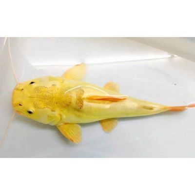 三明魚缸定做，三明地區的魚缸定做服務展現出多樣化與專業化的特點