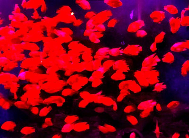 贛州水族館,贛州極地海洋世界 全國水族館企業名錄 第9張 贛州水族館,贛州極地海洋世界 贛州水族館,贛州極地海洋世界 全國水族館企業名錄 第9張