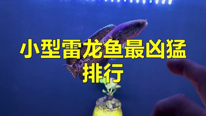 十大最好看的雷龍魚中哪種最兇？，十大最兇猛雷龍魚排名趙老師星火課堂02:15十大最兇猛雷龍魚排名