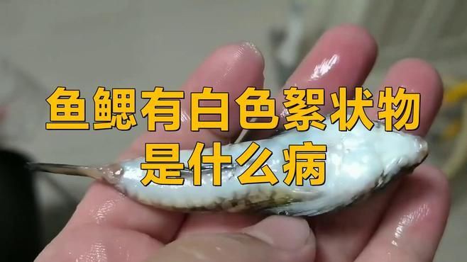 如何預防龍魚鰓蓋白色絮狀物？，《如何預防龍魚鰓蓋白色絮狀物》