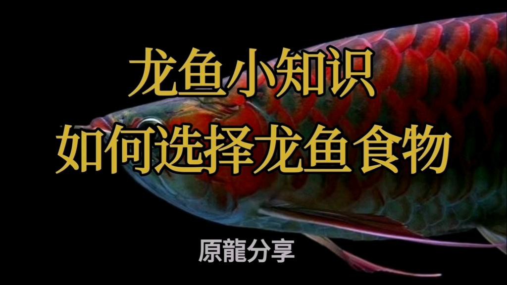 如何科學搭配龍魚的主食？，如何選擇龍魚食物龍魚小知識-原龍分享