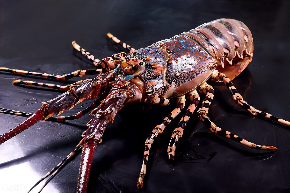 哪個月份是澳龍最便宜的時候？，澳洲大龍蝦價格一降再降,跌至6年來最低!牛油果卻… 哪個月份是澳龍最便宜的時候？，澳洲大龍蝦價格一降再降,跌至6年來最低!牛油果卻… 龍魚百科 第8張