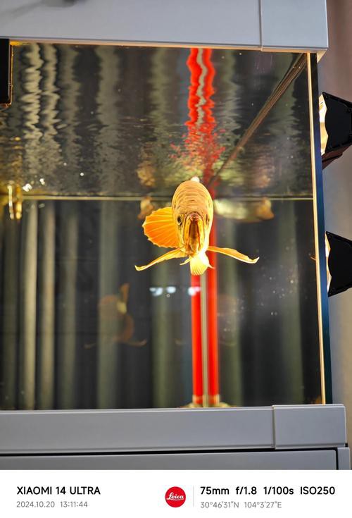 小紅龍魚飼養技巧圖解教程