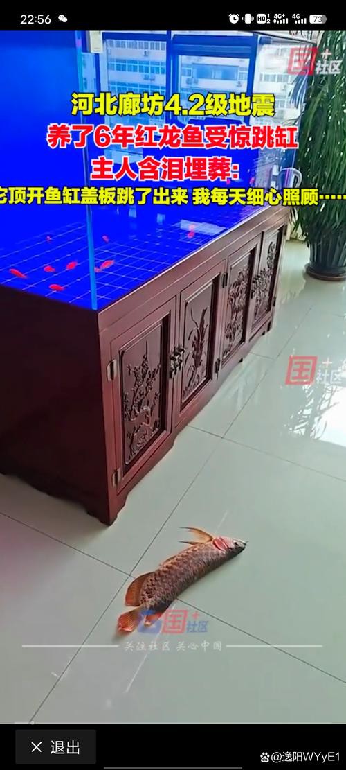 小紅龍魚飼養技巧圖解教程
