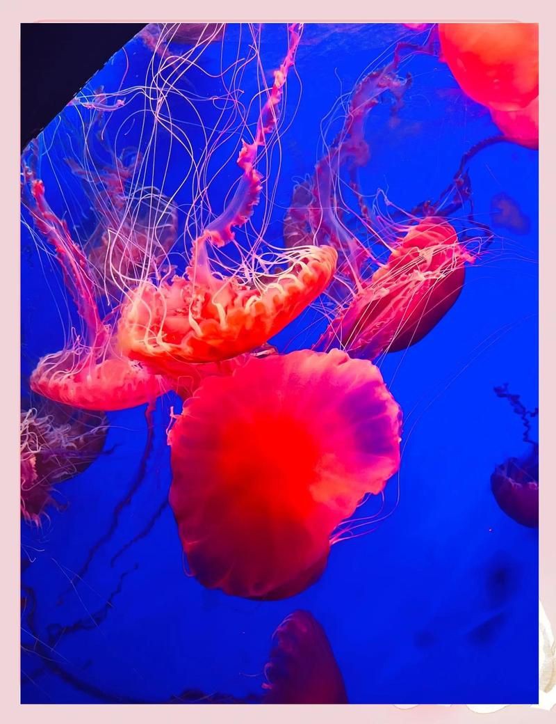 杭州水族館，杭州水族館游記