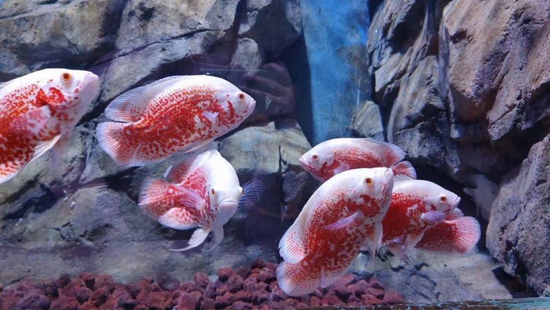 金昌水族館，探秘金昌海洋生物與海洋生物共生的美好愿景 金昌水族館，探秘金昌海洋生物與海洋生物共生的美好愿景 全國(guó)水族館企業(yè)名錄 第3張