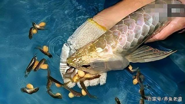 小金龍魚幼苗的繁殖過(guò)程是怎樣的？，小金龍魚的繁殖過(guò)程兼具自然與人工干預(yù)的特點(diǎn)